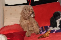 /album/billy/img-4249-jpg/