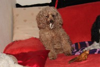 /album/billy/img-4250-jpg/