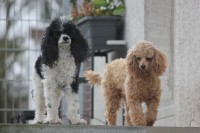 /album/trixi/img-4458-jpg/