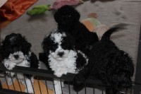 /album/fotogalerie-harlekin-welpen/img-4853-jpg/