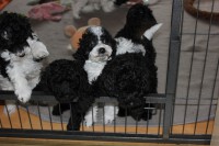 /album/fotogalerie-harlekin-welpen/img-4861-jpg/