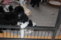 /album/fotogalerie-harlekin-welpen/img-4866-jpg/