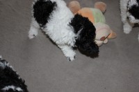 /album/fotogalerie-harlekin-welpen/img-4869-jpg/