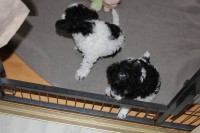 /album/fotogalerie-harlekin-welpen/img-4870-jpg/