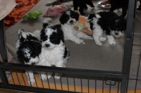 /album/fotogalerie-harlekin-welpen/img-4872-jpg/