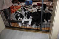 /album/fotogalerie-harlekin-welpen/img-4873-jpg/