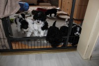 /album/fotogalerie-harlekin-welpen/img-4874-jpg/