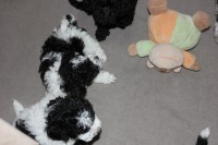 /album/fotogalerie-harlekin-welpen/img-4879-jpg/