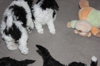 /album/fotogalerie-harlekin-welpen/img-4880-jpg/