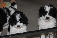 /album/fotogalerie-harlekin-welpen/img-4883-jpg/