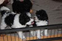 /album/fotogalerie-harlekin-welpen/img-4885-jpg/