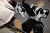 /album/fotogalerie-harlekin-welpen/img-4887-jpg/