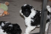 /album/fotogalerie-harlekin-welpen/img-4888-jpg/