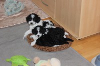 /album/fotogalerie-harlekin-welpen/img-4894-jpg/