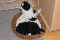 /album/fotogalerie-harlekin-welpen/img-4895-jpg/