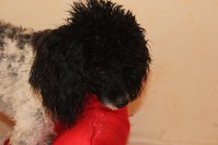 /album/debbi/img-4962-jpg/