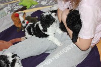 /album/fotogalerie-harlekin-welpen/img-4923-jpg/
