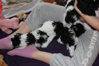 /album/fotogalerie-harlekin-welpen/img-4926-jpg/
