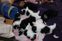 /album/fotogalerie-harlekin-welpen/img-4966-jpg/