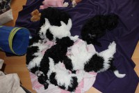 /album/fotogalerie-harlekin-welpen/img-4967-jpg/