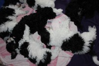 /album/fotogalerie-harlekin-welpen/img-4968-jpg/