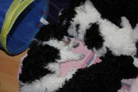 /album/fotogalerie-harlekin-welpen/img-4969-jpg/