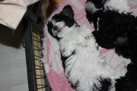 /album/fotogalerie-harlekin-welpen/img-4970-jpg/