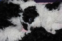 /album/fotogalerie-harlekin-welpen/img-4972-jpg/